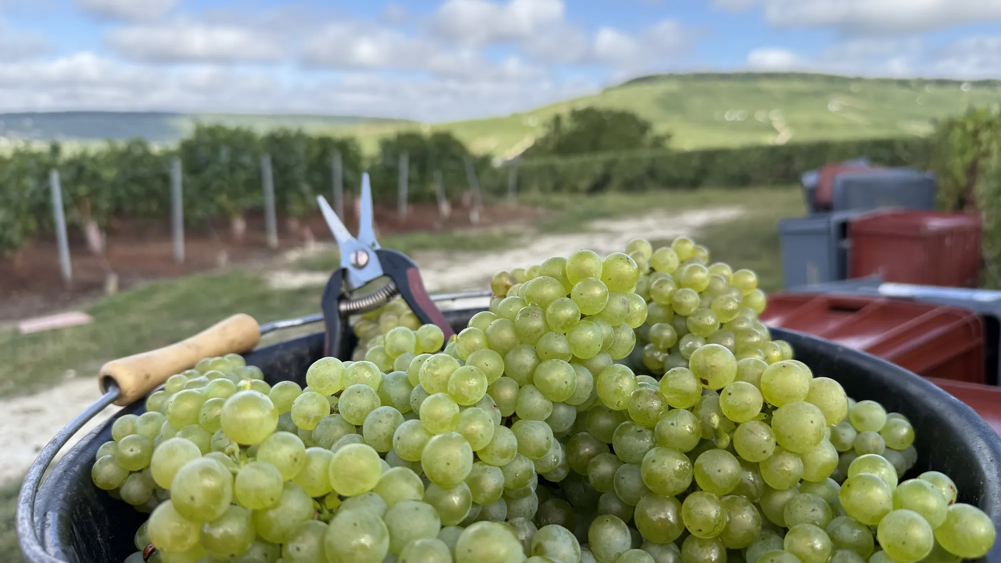Een emmer witte druiven met een snoeischaar, in de wijngaard van Champagne Lemaire